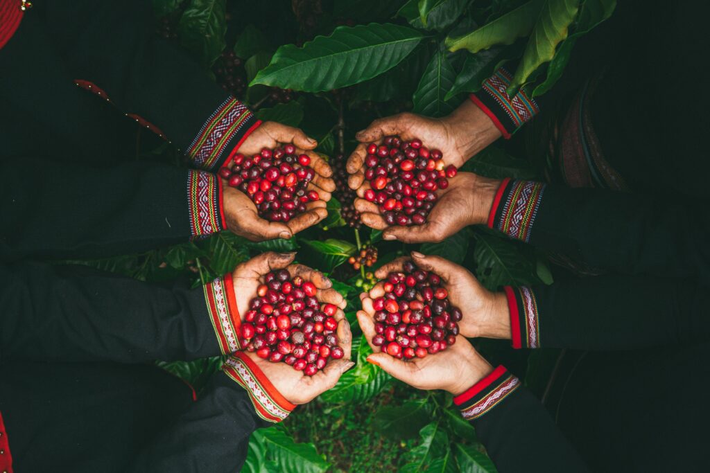 Ninh Binh - Ha Long 3D 2N Four hands holding freshly harvested red coffee cherries in a Vietnamese setting.