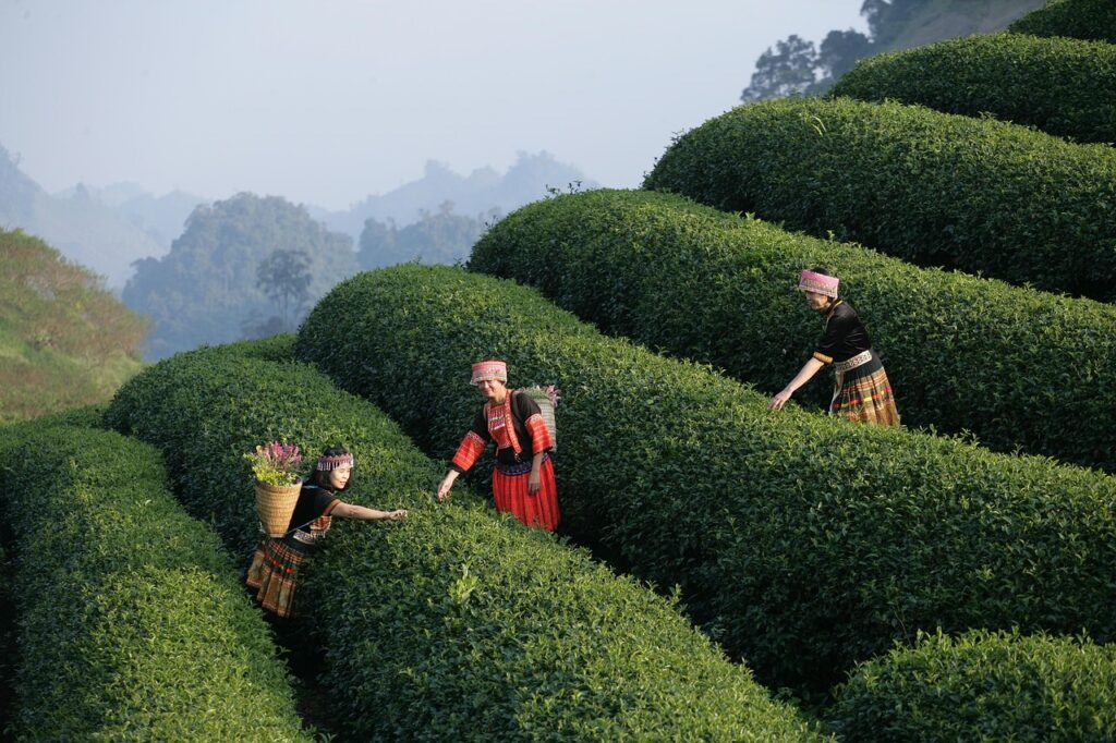 camping, picnic, lunch, dining, travel, tour, experience, vietnam, nature, landscape